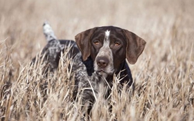 怎么幫德國(guó)硬毛波音達(dá)修毛