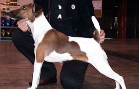 短毛獵狐梗狗糧怎么喂 喂狗糧注意事項(xiàng)