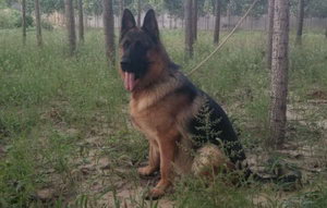 昆明犬耳朵怎么清潔 昆明犬耳朵清潔護理方法