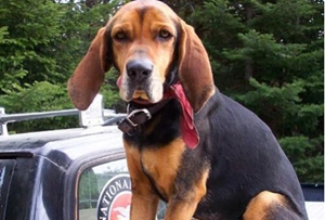 如何給黑褐獵浣熊犬剪指甲 黑褐獵浣熊犬剪指甲教程