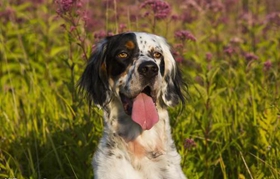 英格蘭雪達犬毛發(fā)怎么修剪 英國雪達犬護理方法