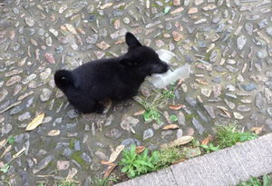 西帕基犬怎么洗澡 西帕基犬洗澡方法及注意事項(xiàng)