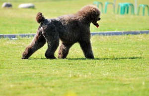 巨型貴賓犬怎么養(yǎng) 巨型貴賓犬飼養(yǎng)方法