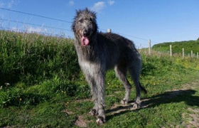 蘇格蘭獵鹿犬掉毛怎么辦 掉毛程度介紹