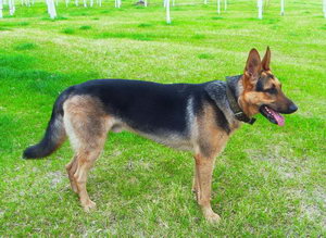 昆明犬怎么養(yǎng) 昆明犬飼養(yǎng)方法