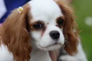 狗為什么不能吃巧克力