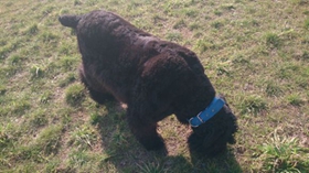 黑俄羅斯梗好養(yǎng)嗎 黑俄羅斯梗飼養(yǎng)難度不大