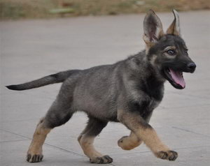 昆明犬怎么洗澡 昆明犬洗澡方法及注意事項