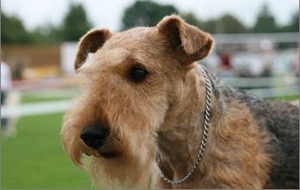 如何喂養(yǎng)湖畔梗 食物分量要控制