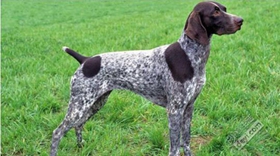 德國(guó)硬毛波音達(dá)怎么飼養(yǎng) 德國(guó)硬毛波音達(dá)飼養(yǎng)方法