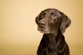 怎么給德國(guó)硬毛波音達(dá)剪指甲