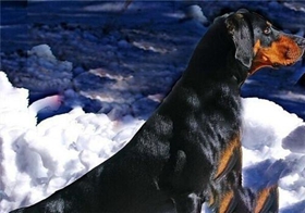 黑褐獵浣熊犬性格怎么樣 黑褐獵浣熊犬性格特點介紹