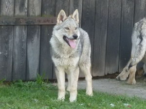 捷克狼犬吃什么狗糧好 捷克狼犬狗糧選擇推薦