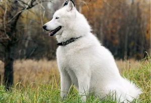 芬蘭波美拉尼亞絲毛狗性格好不好 芬蘭狐貍?cè)愿裨趺礃? / data-1NcJ=