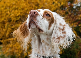 英國雪達犬養(yǎng)之前要準備什么 英格蘭雪達犬飼養(yǎng)準備