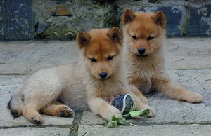 芬蘭波美拉尼亞絲毛狗耳朵怎么清潔護理方法