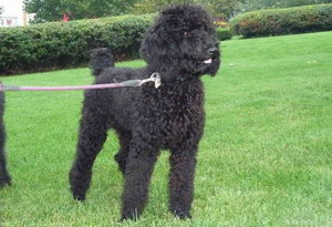 巨型貴賓犬什么東西不能吃 巨型貴賓犬不能吃的食物介紹