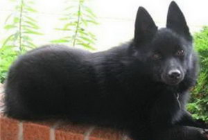 西帕基犬怎么養(yǎng) 西帕基犬飼養(yǎng)方法