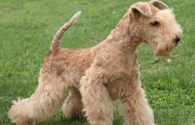 湖畔梗怎么洗澡 湖畔梗洗澡注意事項(xiàng)