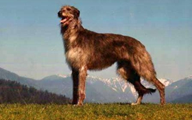 蘇格蘭獵鹿犬怎么養(yǎng) 蘇格蘭獵鹿犬飼養(yǎng)要點(diǎn)