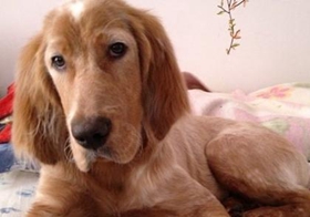 英國雪達犬好養(yǎng)嗎 英格蘭雪達犬飼養(yǎng)方法