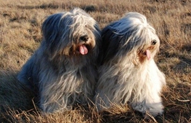 波蘭低地牧羊犬怎么洗澡 波蘭低地牧羊犬洗澡注意事項(xiàng)