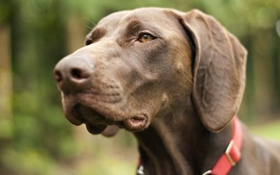 德國(guó)硬毛波音達(dá)怎么洗澡 洗澡方法介紹