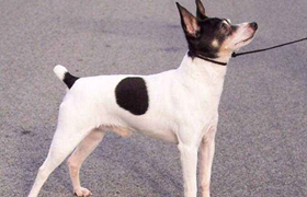 短毛獵狐梗不能吃什么 短毛獵狐梗禁忌食物介紹