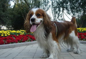 騎士查理王小獵犬牙齒怎么清潔護(hù)理方法