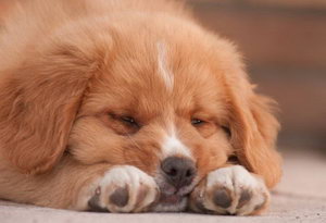 狗得了皮膚病怎么辦