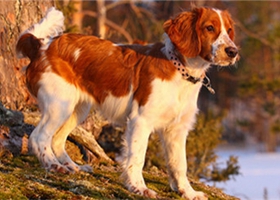 威爾士跳獵犬掉毛怎么辦 威爾士跳獵犬掉毛情況介紹