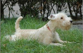 湖畔梗性格怎么樣 湖畔梗性格特點(diǎn)介紹