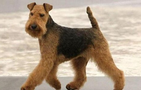 湖畔梗吃什么 湖畔梗喂食要點