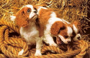 騎士查理王小獵犬不能吃什么東西介紹