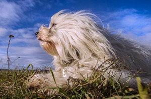 哈瓦那犬怎么修剪指甲 哈瓦那犬指甲修剪方法