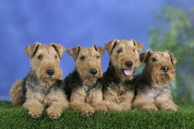 威爾士梗好養(yǎng)嗎 威爾士梗飼養(yǎng)技巧