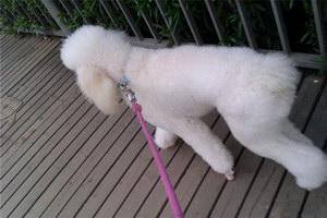 巨型貴賓犬怎么洗澡 巨型貴賓犬洗澡步驟流程