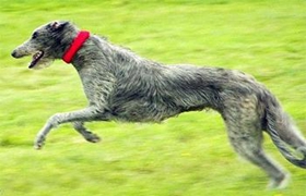 蘇格蘭獵鹿犬怎么美容 蘇格蘭獵鹿犬美容方法