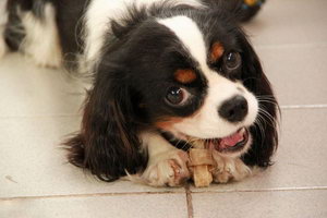 騎士查理王小獵犬怎么美容 騎士查理王小獵犬美容方法