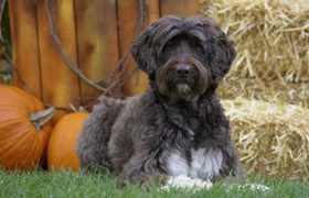 葡萄牙水犬怎么養(yǎng) 葡萄牙水犬飼養(yǎng)注意事項