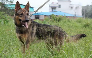 昆明犬夏季飲食要注意什么 昆明犬夏天飲食注意事項