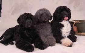 葡萄牙水犬怎么護理 葡萄牙水犬日常護理知識