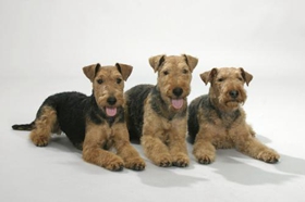 威爾士梗毛發(fā)怎么護理 威爾士梗毛發(fā)護理教程