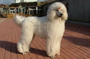 巨型貴賓犬怎么剪指甲 巨型貴賓犬修剪指甲方法