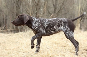 德國(guó)硬毛波音達(dá)怎么養(yǎng) 飼養(yǎng)注意事項(xiàng)方法