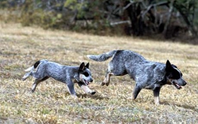 澳洲牧牛犬性格如何 澳大利亞牧牛犬性格介紹