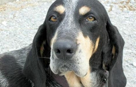 黑褐獵浣熊犬怎么美容 黑褐獵浣熊犬美容護(hù)理方法