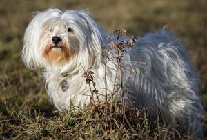 哈瓦那犬怎么養(yǎng) 哈瓦那犬飼養(yǎng)注意事項(xiàng)