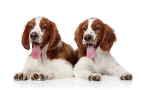 威爾士跳獵犬怎么養(yǎng) 威爾士跳獵犬飼養(yǎng)技巧