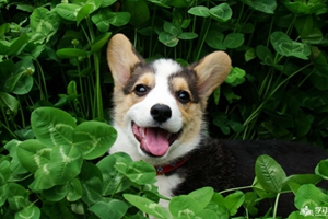 如何給小狗喂藥